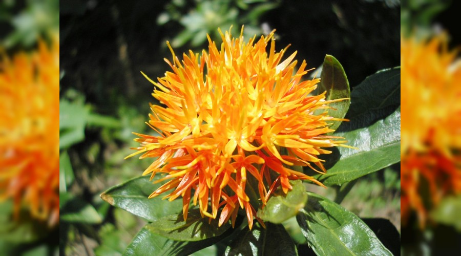 Aspir kazan�ta g�z dolduruyor