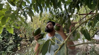 Avokado tarlada tanesi 20 TL'den alc buluyor