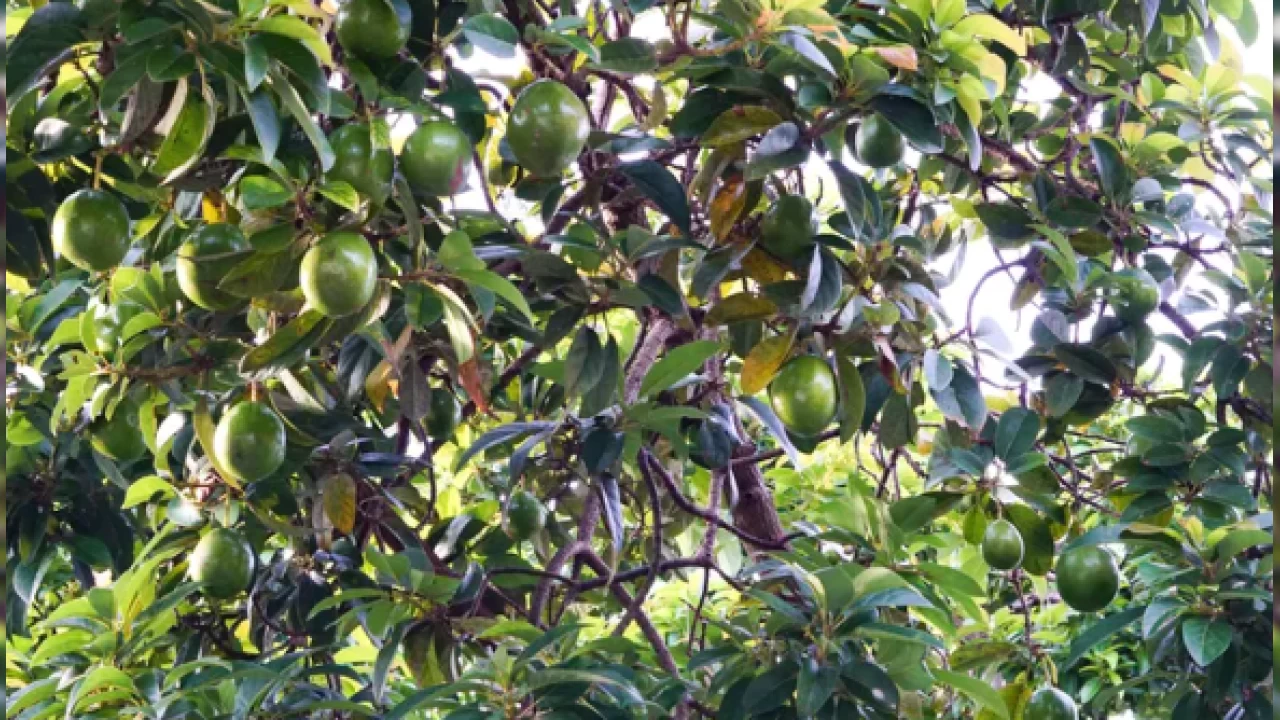   Avokado �retimi katland�