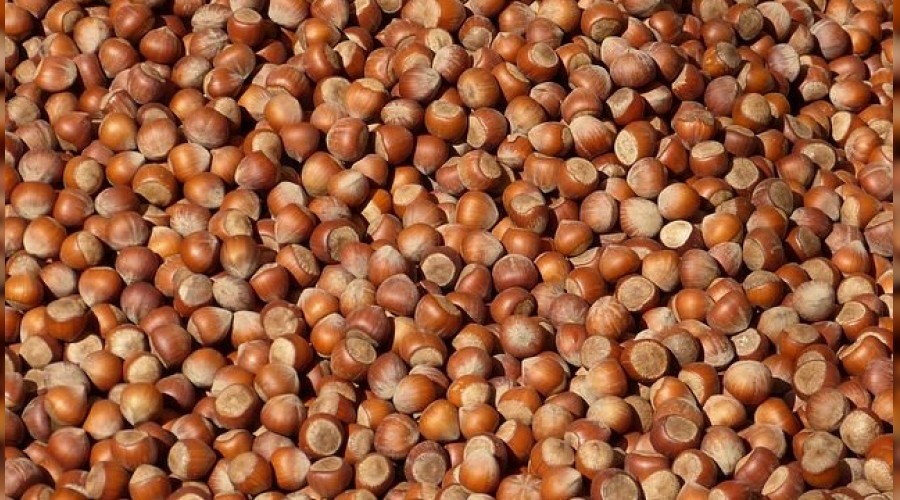 Avrupa'dan fındığa büyük talep