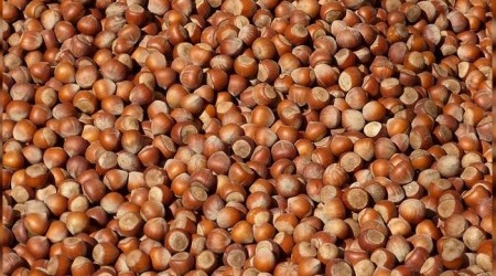 Avrupa'dan fındığa büyük talep
