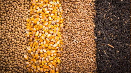 Ayçiçeği, mısır ve soyada gümrük vergisi sıfırlandı