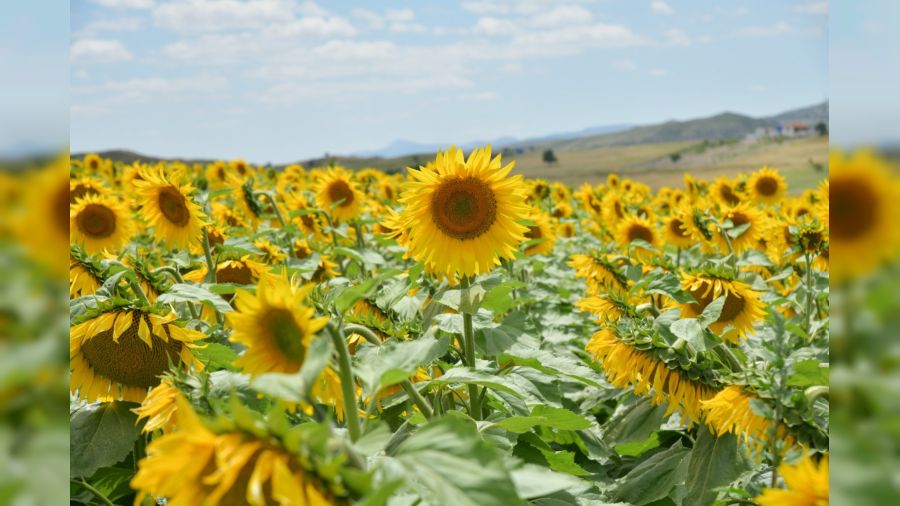 Ay�i�e�i tarlalar�nda hasat i�in g�n say�l�yor