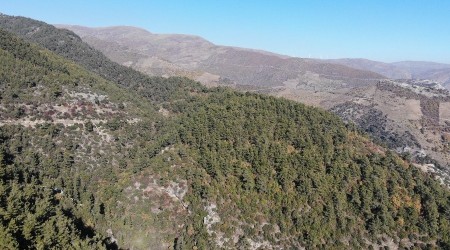 Aydın dağları yangından değil, kuraklıktan kavrulmaya başladı