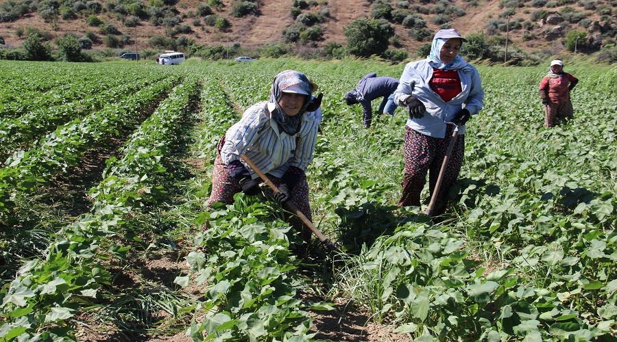 Aydınlı kadınların 40 derece sıcakta 55 lira mücadelesi