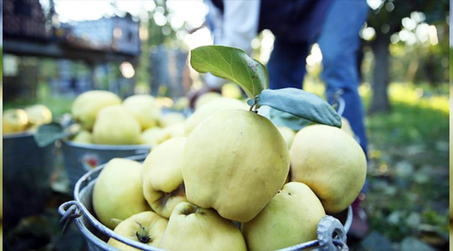 Ayvan�n iyisini yabanc�lar yiyor