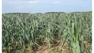 Bafra Ovas'nda 100 bin dekarlk alanda klk sebze ekimi balad