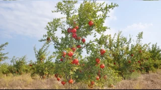 Bakalım İstanbullu narı kaç paraya yiyecek?