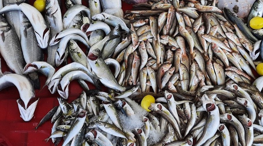 Balıkçılar umudunu hamsiye bağladı