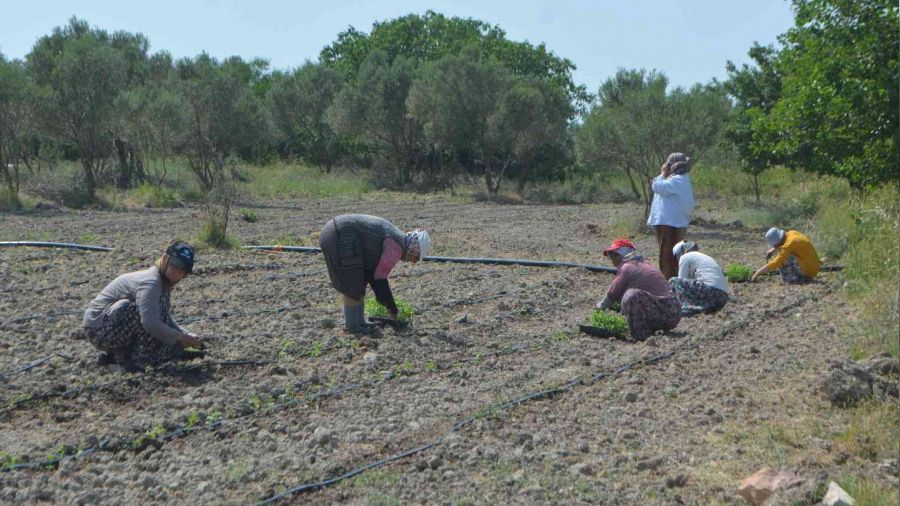 Balıkesir'de 50 bin stevya bitkisi toprakla buluştu