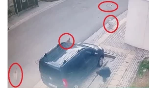 Başıboş köpekler küçük çocuğa büyük korku yaşattı