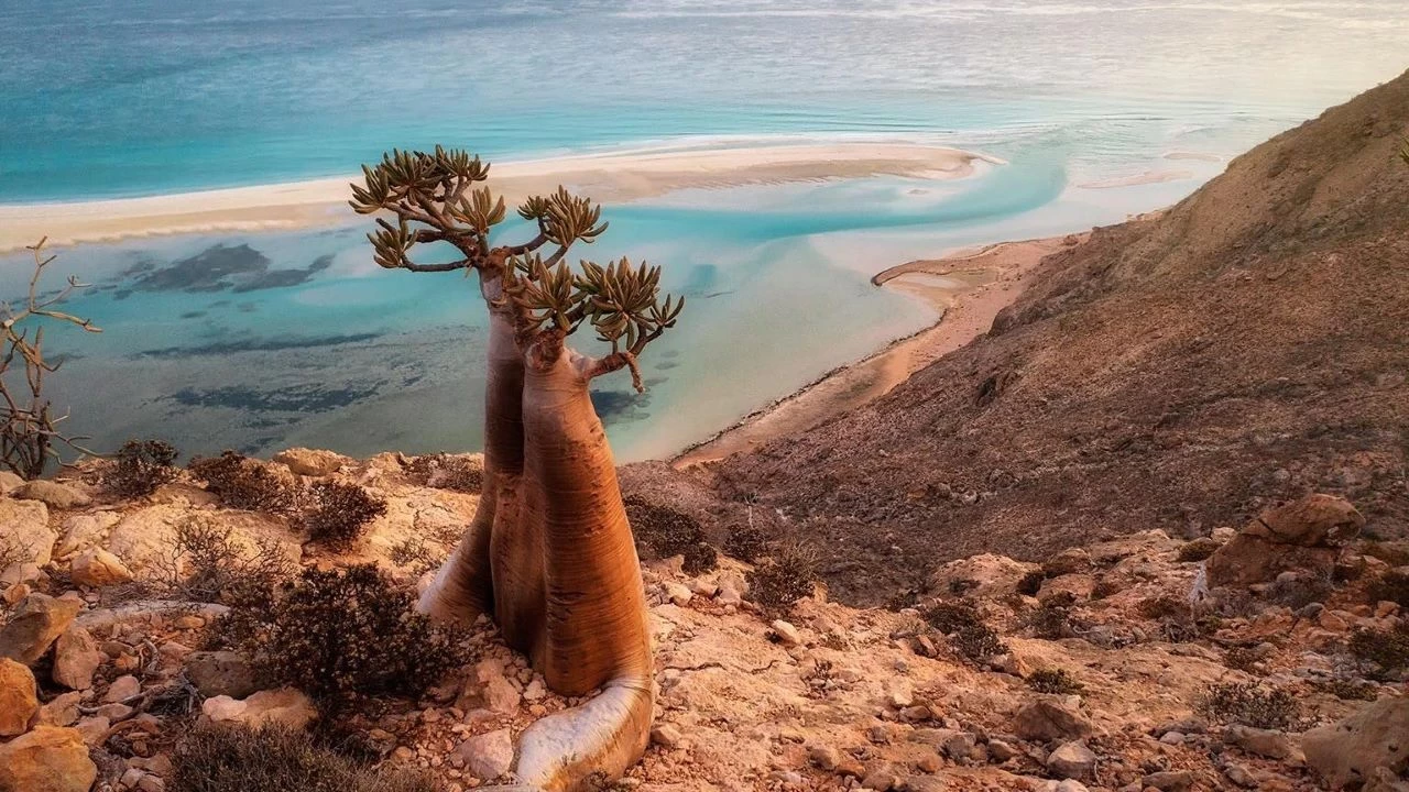 Başka bir gezegen gibi: Socotra Adası
