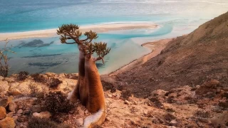 Baka bir gezegen gibi: Socotra Adas