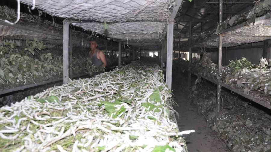 Batman'da ipekb�cek�ili�inde 40 g�nde 20 bin TL gelir