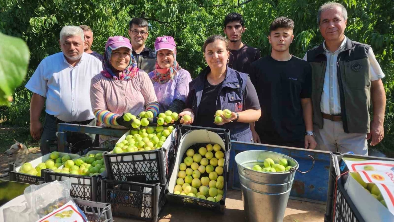 'Bayramiç beyazı'nda 20 bin ton üretim bekleniyor