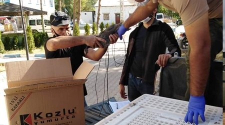Beç tavukları kenelere geçit vermeyecek