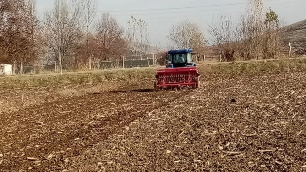 Bin yllk ata tohumu 'Karaklk' buday toprakla bulutu