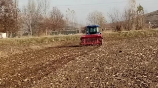 Bin yllk ata tohumu 'Karaklk' buday toprakla bulutu