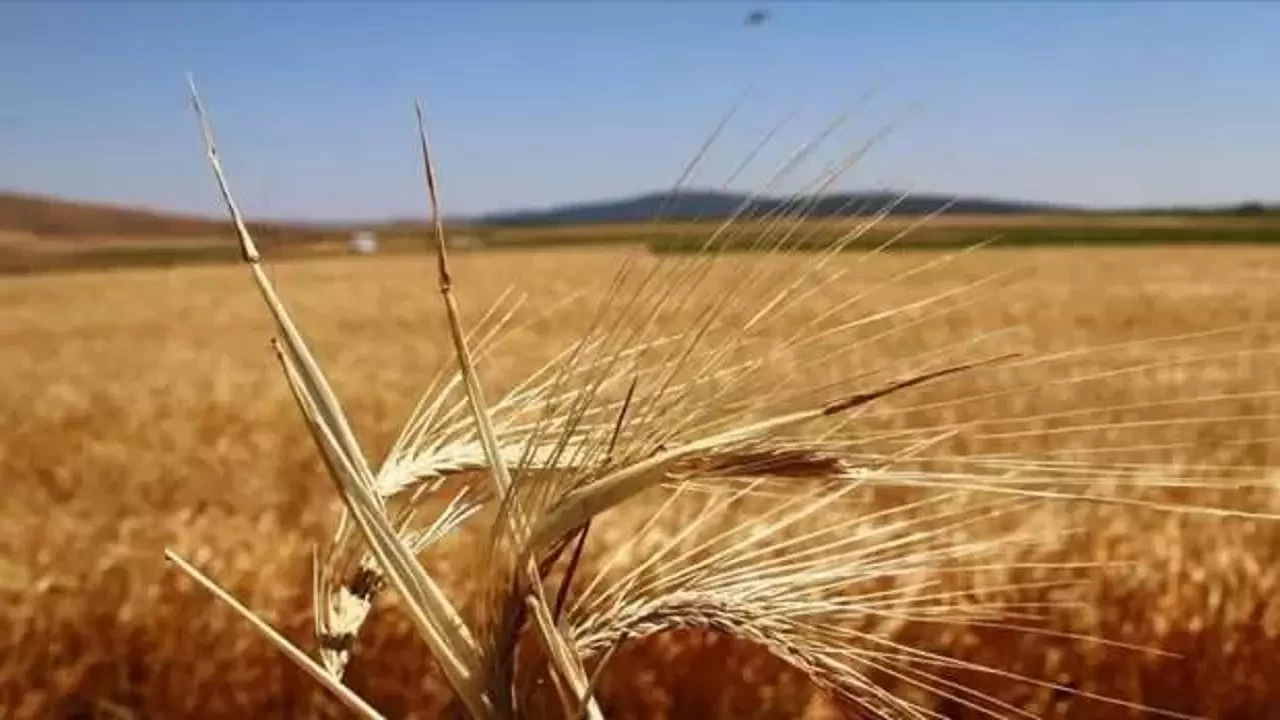 Bitkisel üretimin bir önceki yıla göre azalacağı tahmin edildi