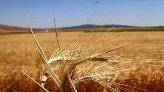 Bitkisel retimin bir nceki yla gre azalaca tahmin edildi
