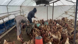 Bodrum'da sahipsiz kpekler binden fazla tavuk telef etti