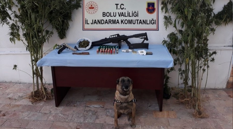 Bolu'da, kenevir yetiştirilen eve operasyon