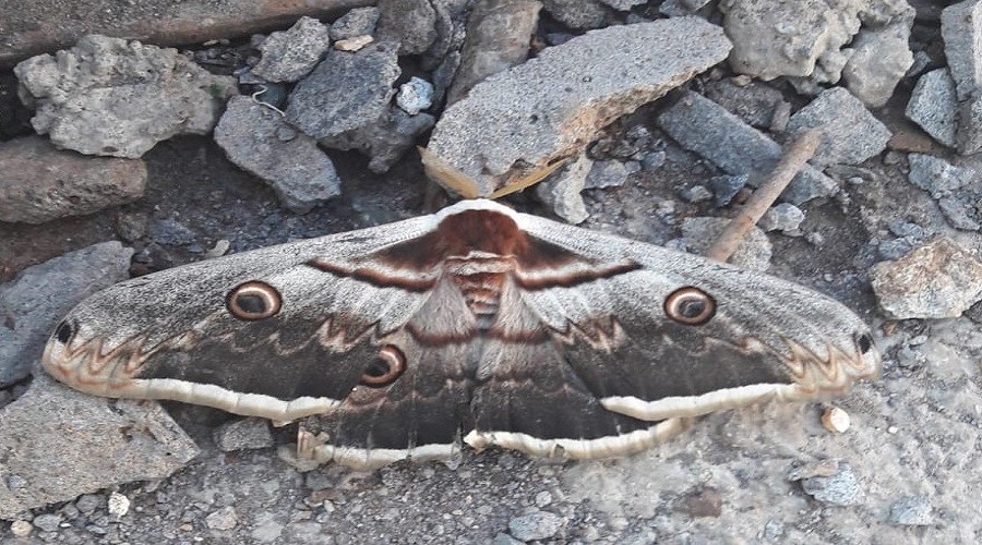 B�yle kelebek g�rd�n�z m�?