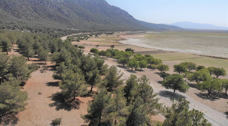 Bu ormanda 30 y�ld�r neden yang�n ��km�yor?