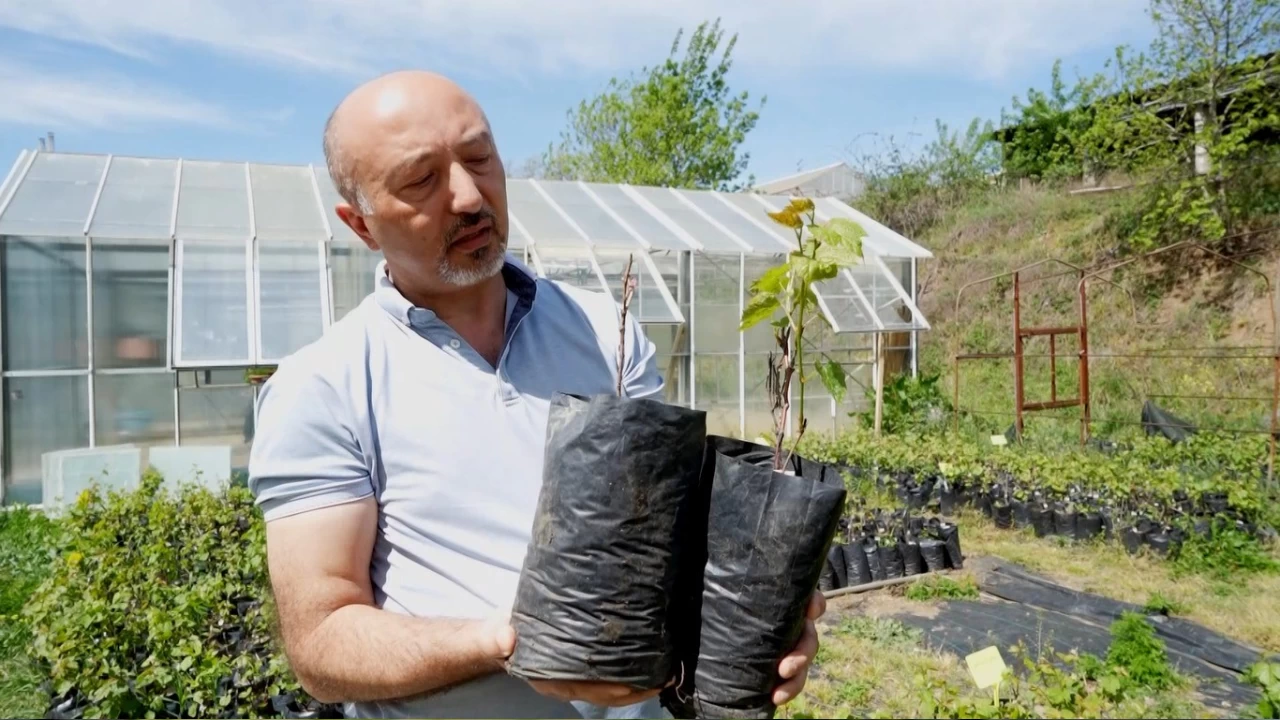 Bu proje üzümü eksi 35 dereceye kadar dayanıklı hale getirecek