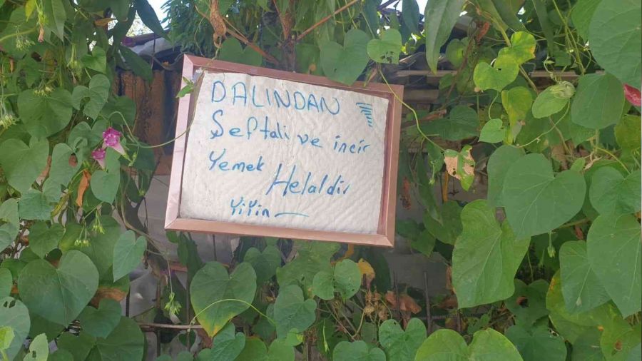 Bu sokaktan geen can istedii kadar eftali ve incir yiyebiliyor