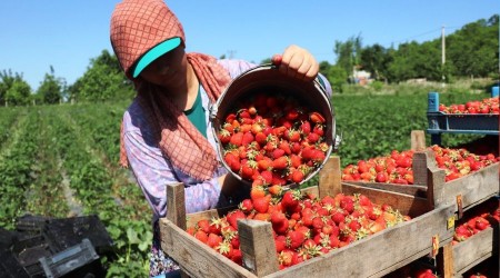 'Bu yılki şanssızlığımız kuraklık'
