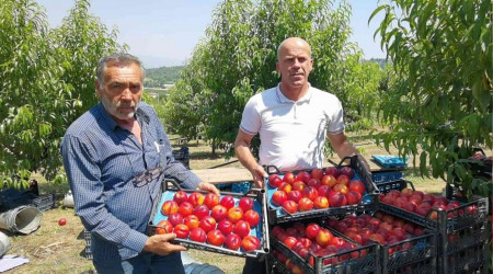 Bursa'da şeftali hasadı başladı