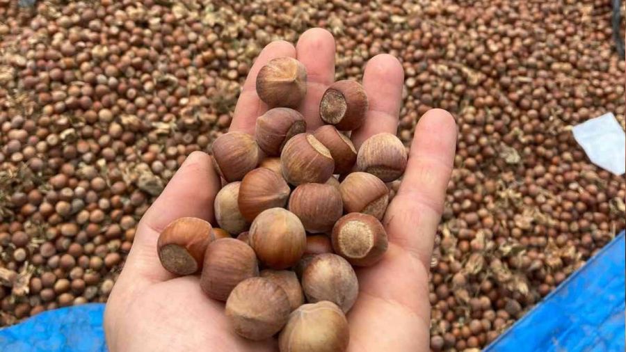 Bursa'daki k�y� g�ren Karadeniz san�yor