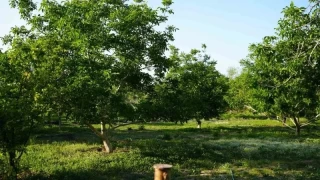 ameli ilesinin tarmsal potansiyeli ve karlalan sorunlar