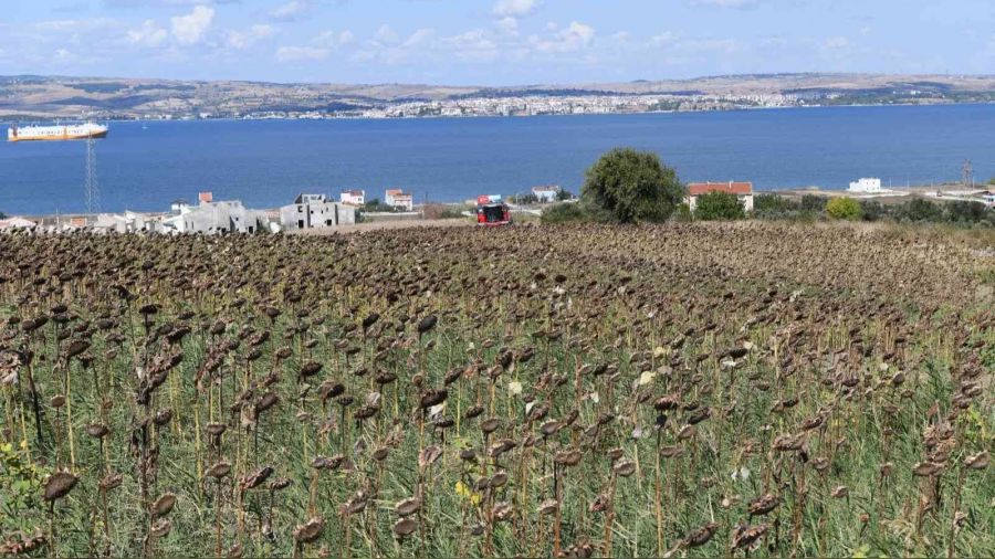 Çanakkale'de ayçiçekleri hasat edildi