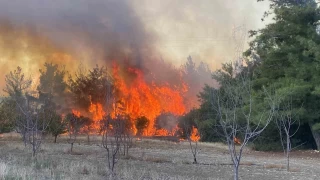 Çanakkale'de orman yangını