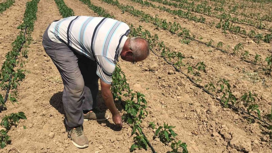 Çanakkale'de tırtıl istilası