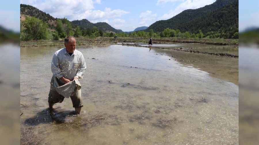 �eltik ekimi gecikmeli ba�lad�