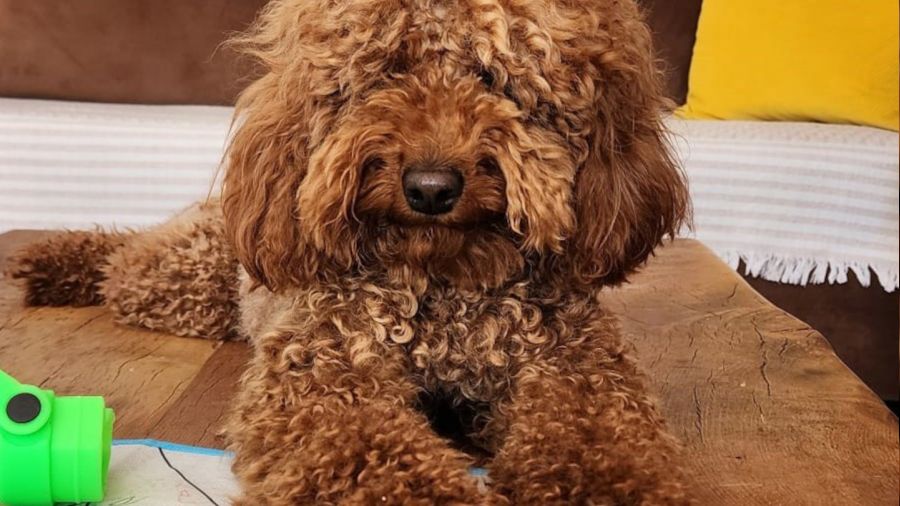 Çeşme'de kaybolan köpeği bulana 20 bin lira ödül verilecek