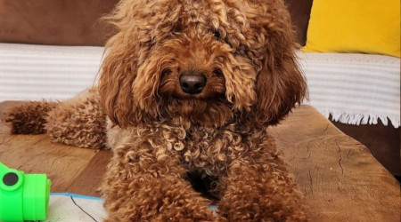 Çeşme'de kaybolan köpeği bulana 20 bin lira ödül verilecek