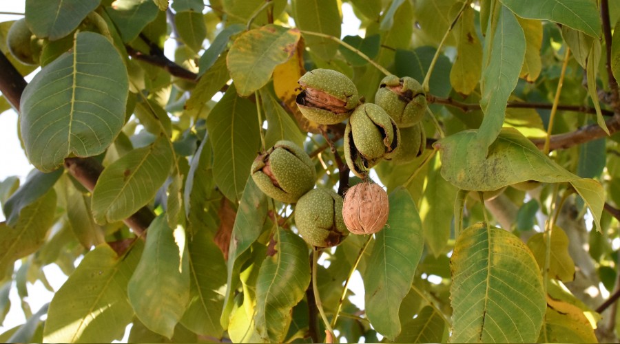 Ceviz bah�esine 8 milyon lira yat�rd�