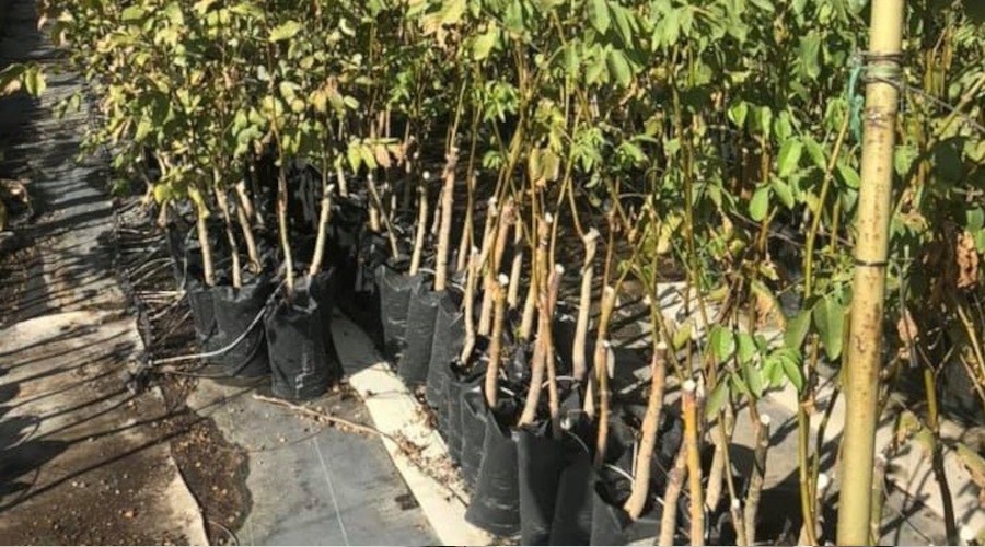 Çiftçilere %65'i hibe ceviz fidanları