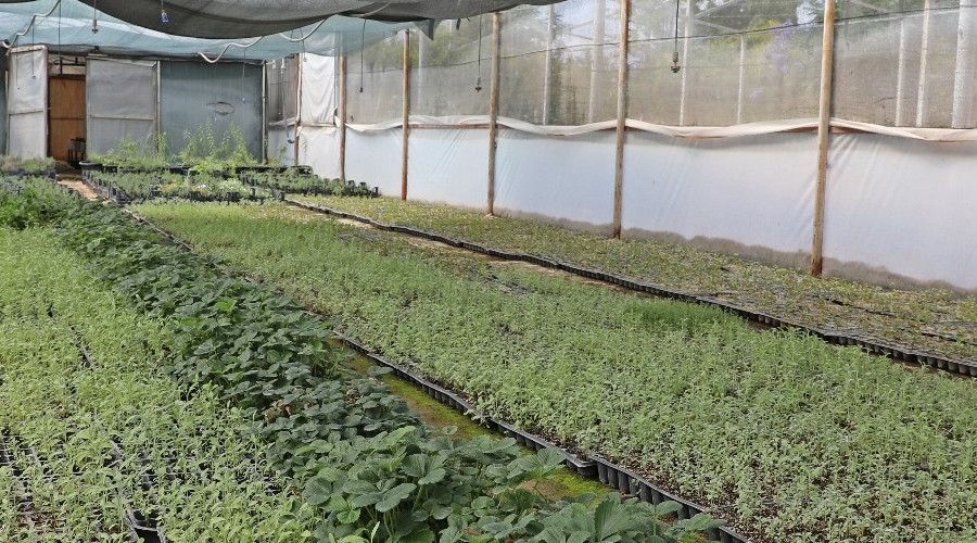 �ift�iye t�bbi ve aromatik bitki hibesi