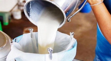 Çiğ süt desteği ödemesi bugün başlıyor