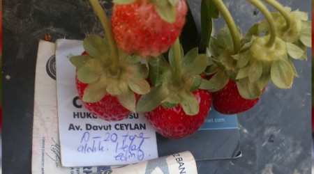 Çilek üreticisini duygulandıran not