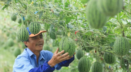 Çinli emlak şirketinden karpuz karşılığı ev satışı