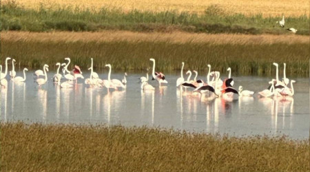 Çorum'da ilk kez flamingo görüldü