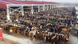 Çorum'da şap alarmı! Hayvan pazarı geçici olarak kapatıldı