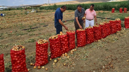 Çorum'da soğan üretimi arttı