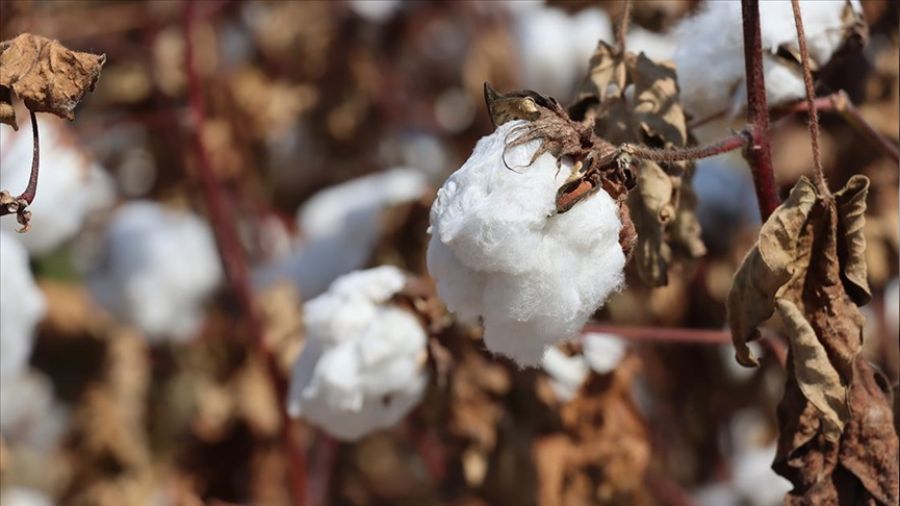 �ukurova'da pamuk ekim alan� geri viteste